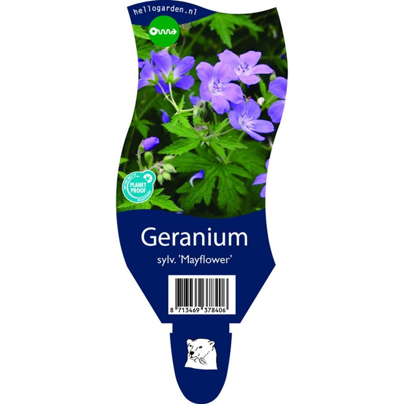 Skogsnäva – Geranium sylvaticum 'Mayflower' - P11